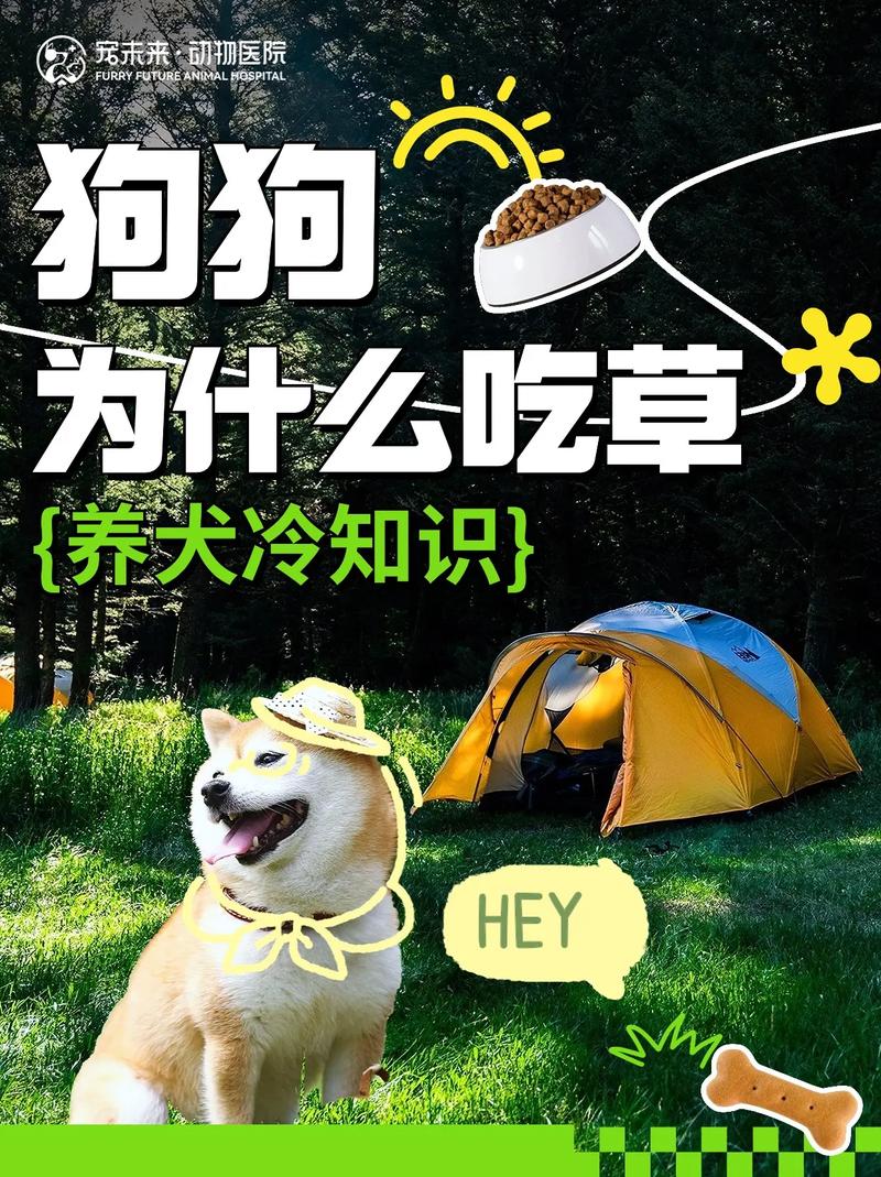 狗狗可以吃甘草片吗,狗狗咳嗽吃甘草片管用吗