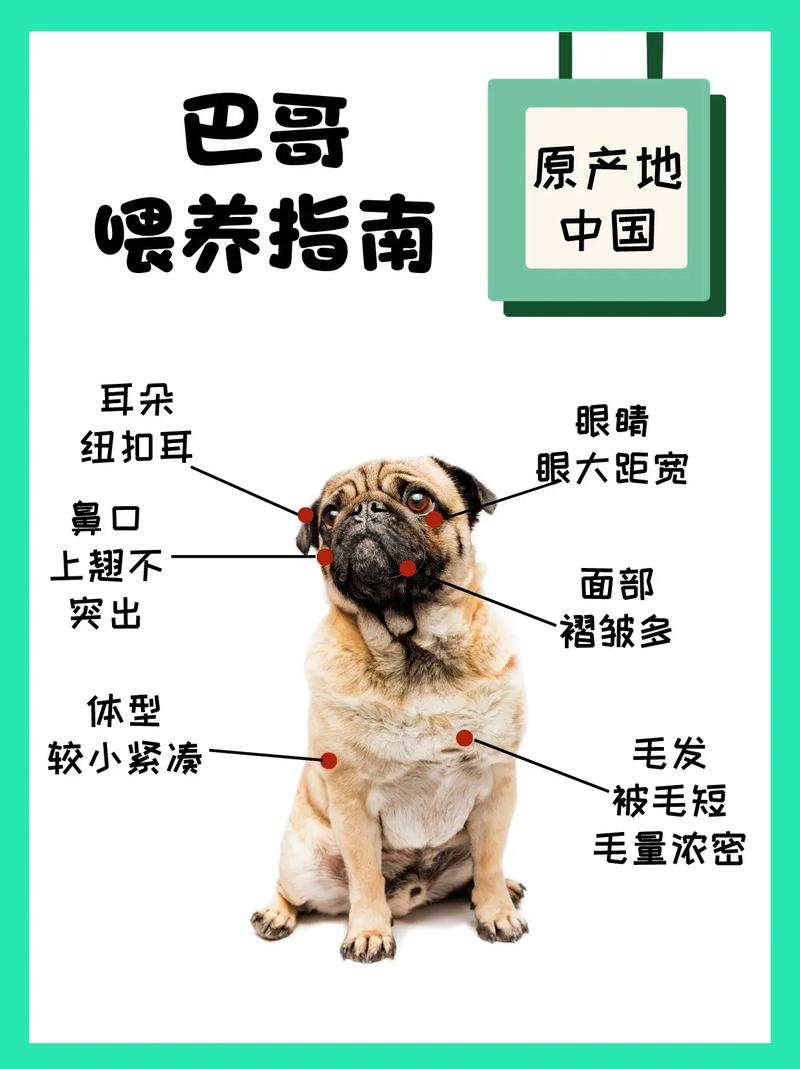 几个月的巴哥犬好养
