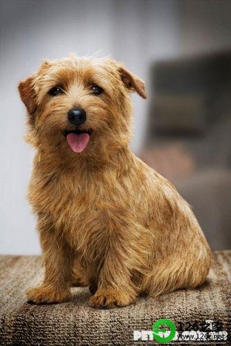 梗犬有哪些
