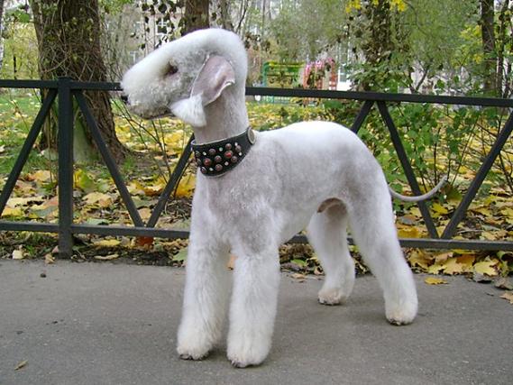 梗类犬有哪些?