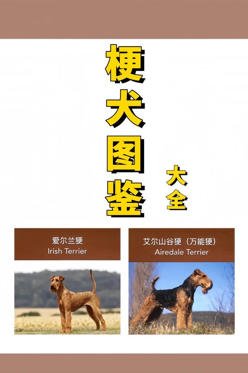 梗类犬是什么意思
