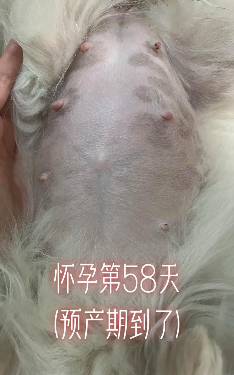狗怀孕几个月生