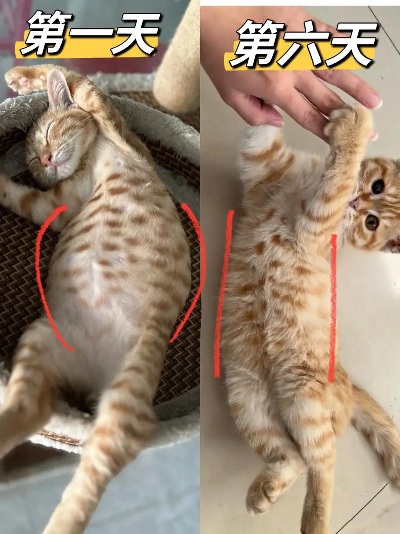 猫猫肚子咕咕声很大