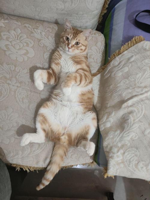 猫猫发出咕咕的声音是怎么回事