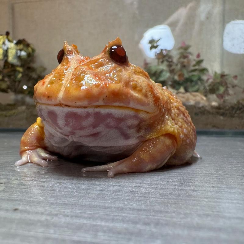 怎样养好角蛙。。。