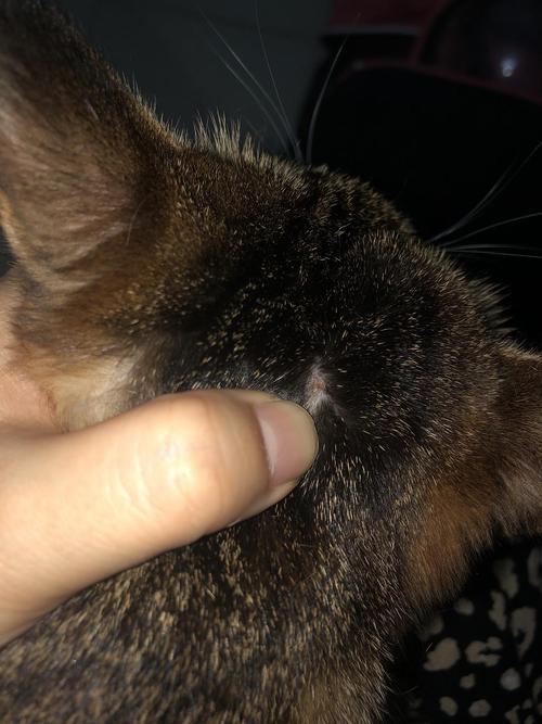 猫咪身上有黑色结痂，猫咪身上有黑色的痂？