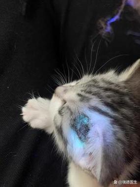 猫咪猫藓有黑色的结痂