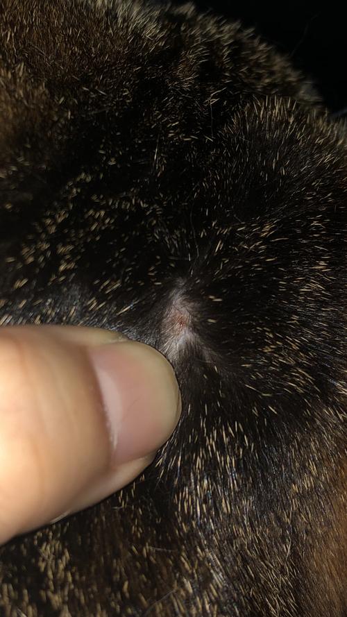 猫咪身上有结痂是什么原因