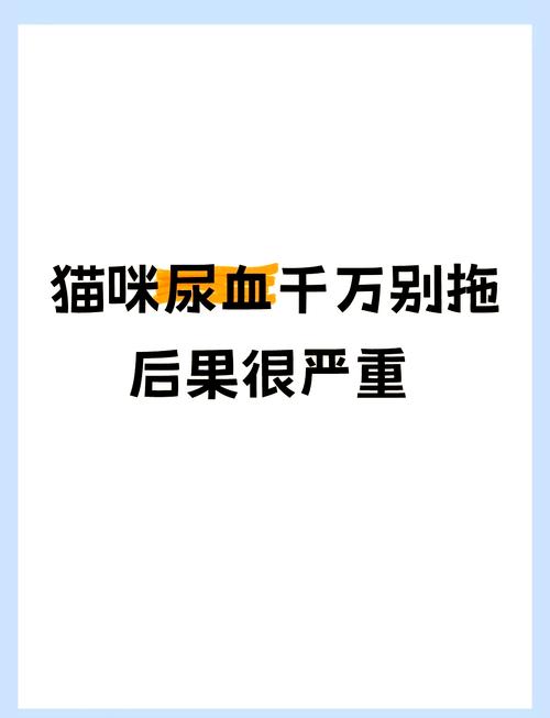 猫咪血尿不吃东西怎么办