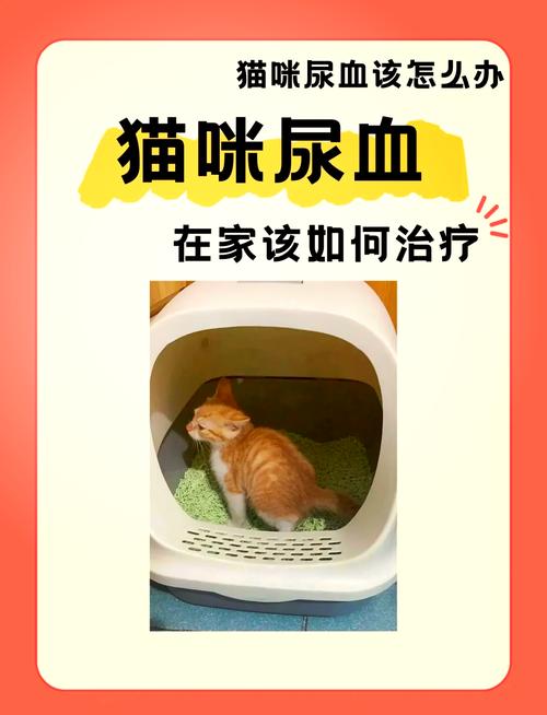 猫咪血尿会死吗