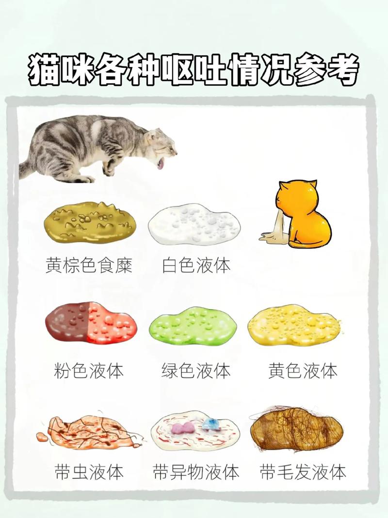 猫咪老吐怎么回事，猫咪吐怎么回事食欲不减？