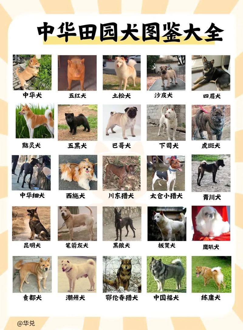 最聪明最安静不爱叫的小型犬有哪些,成犬不超过10斤