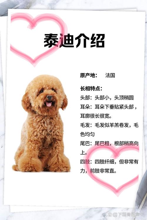 小小的狗狗有什么品种