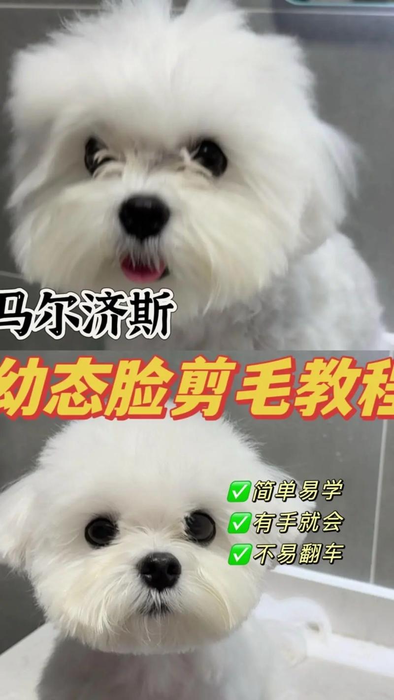 如何给狗狗剃毛，如何给狗狗剃毛造型图片