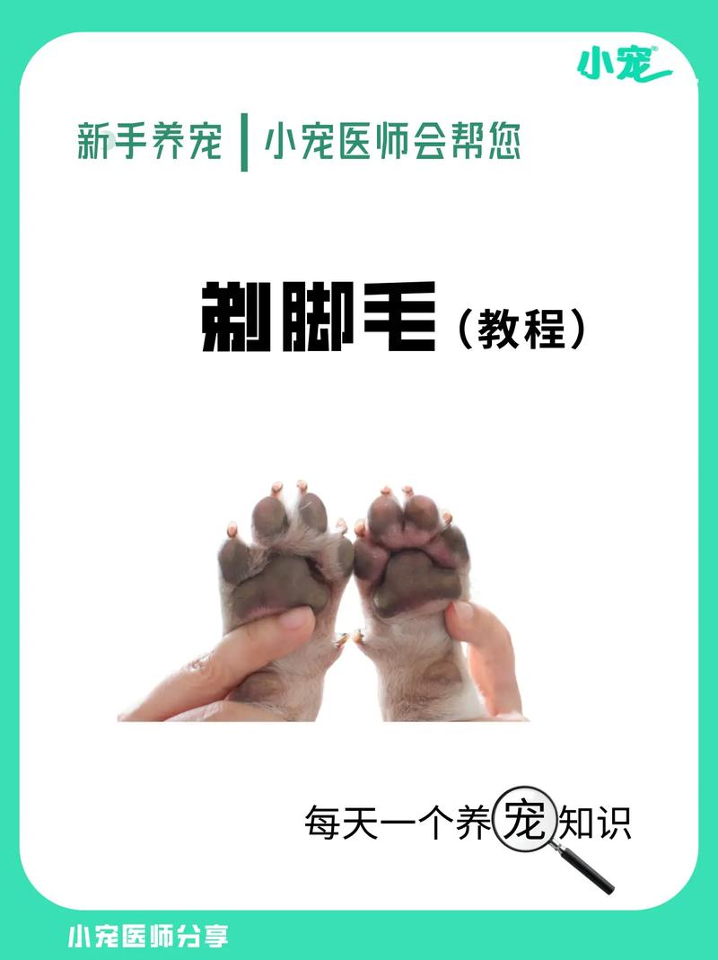 怎样剃毛狗狗才会觉得舒服?