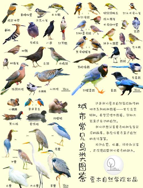 中国常见鸟类大全鸟名