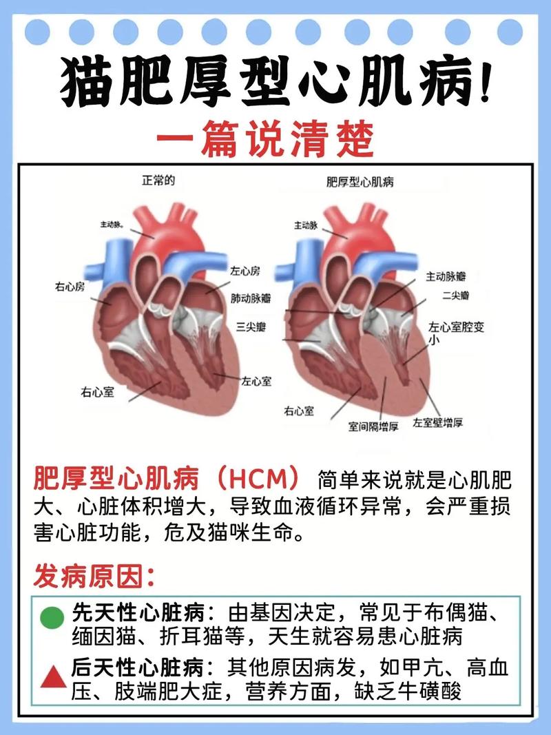 猫咪患有肥厚性心肌病对寿命会有什么影响?