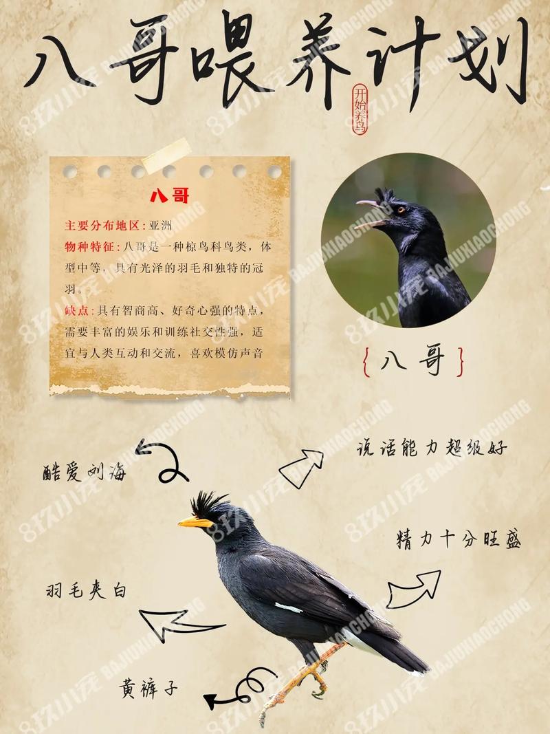 八哥的喂养和训练方法