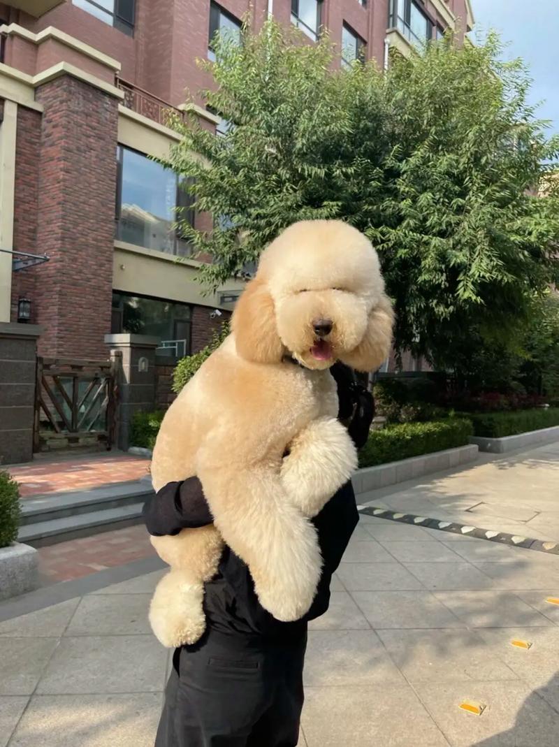 巨贵哪种颜色最贵