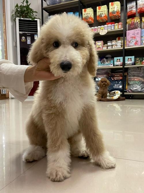 巨贵犬哪个颜色贵