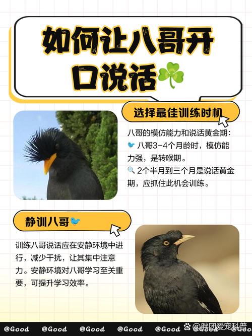 八哥怎么学说话才快？八哥要怎么样才可以学人说话？