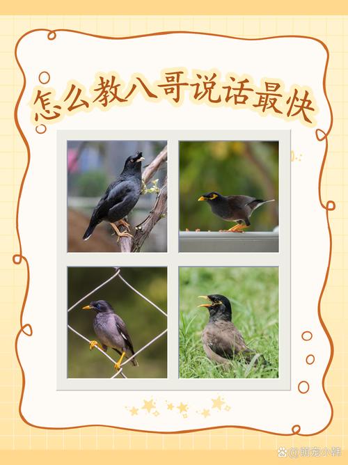 怎么教八哥说话最快