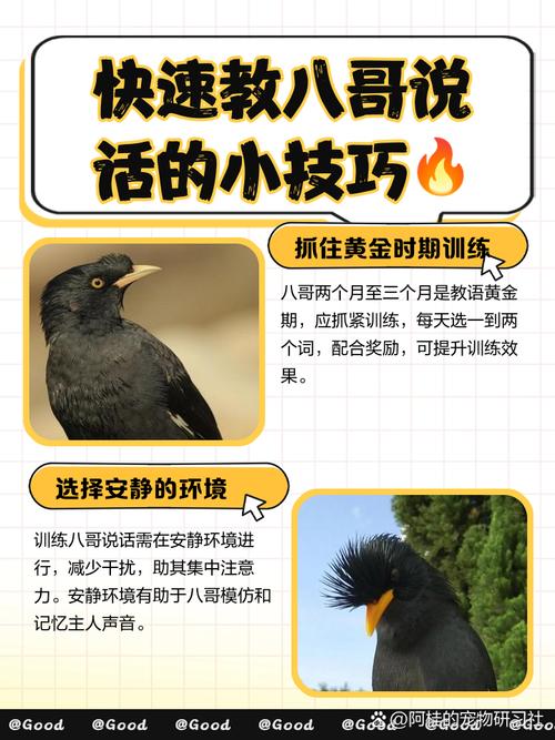 怎么能样黑八哥学说话快点
