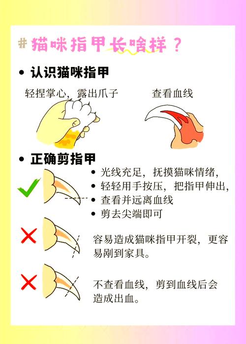 猫猫的指甲可以剪吗，猫的指甲可以都剪掉吗