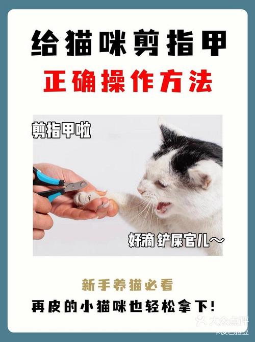 给猫咪剪指甲好不好