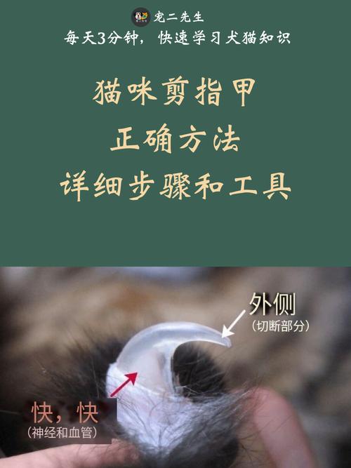 猫咪指甲长了可以剪掉不