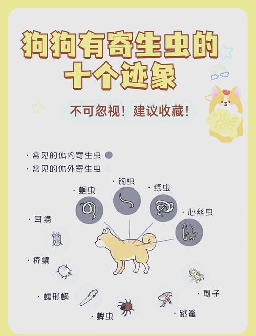狗狗身上有寄生虫的几大表现