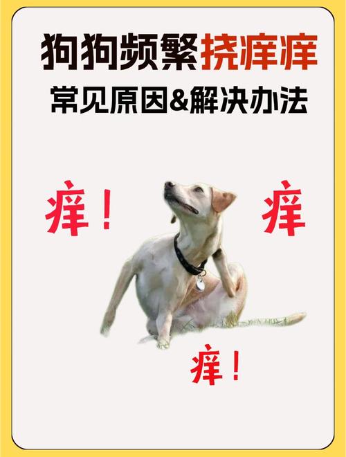 狗狗老是挠痒痒是怎么回事