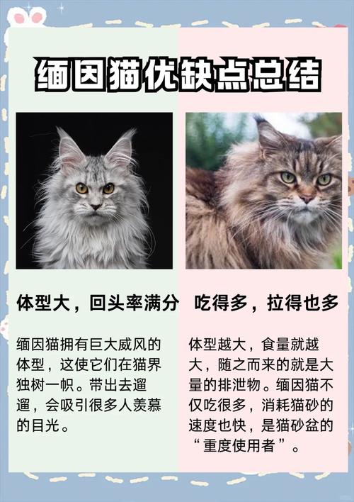 为什么猫咪喜欢半夜咬头发