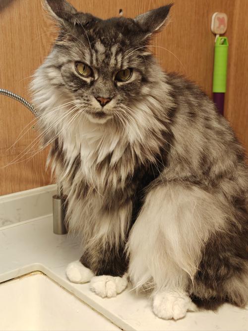 为什么缅因猫喜欢啃主人的头发?