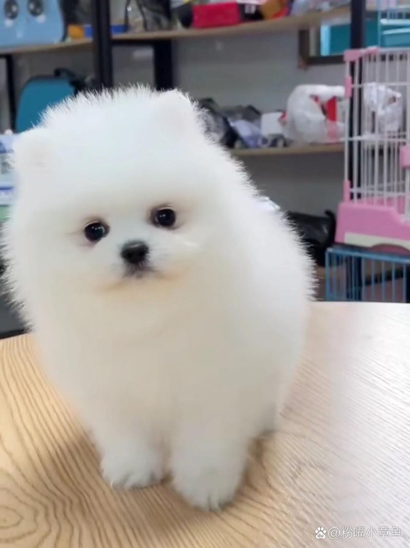 茶杯博美犬多少钱一只