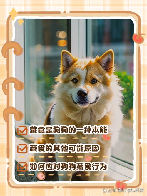 狗狗为什么突然藏食物