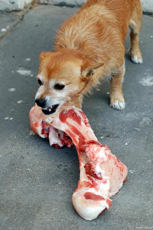 为啥狗狗不能吃鸭肉