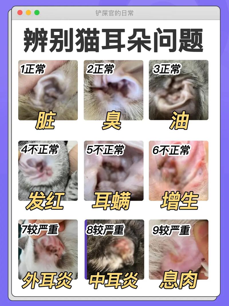 猫咪耳螨怎么清理耳朵