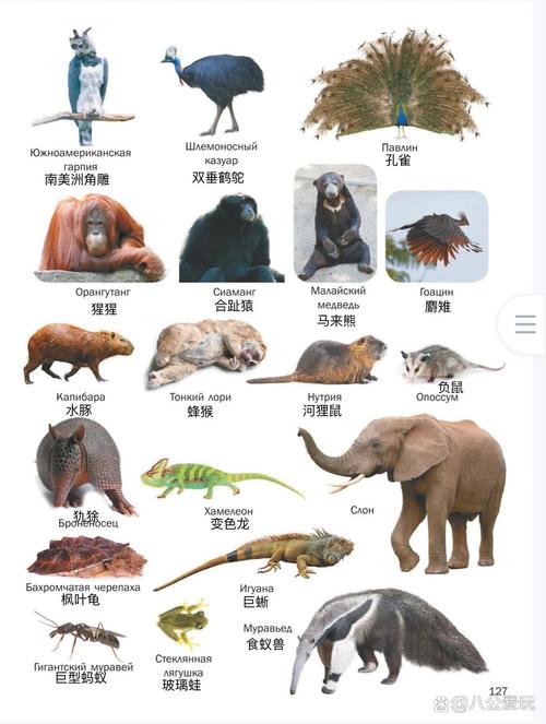 濒危鸟类有哪些?