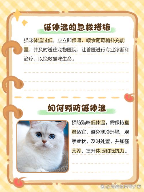 猫咪体温低怎么办？猫体温低还有救吗？