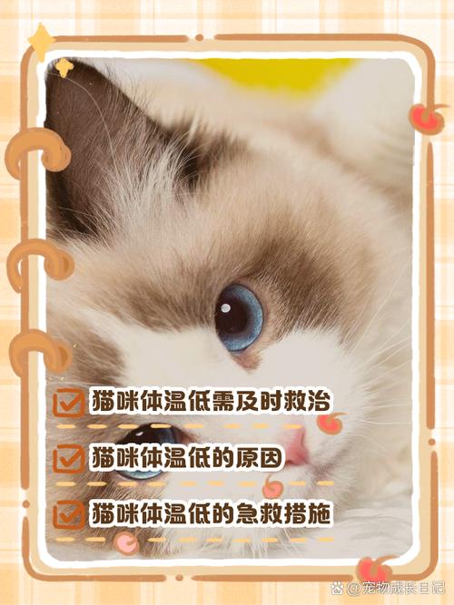 猫咪体温很低,主人该怎么办呢?