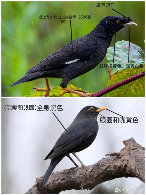 八哥鸟是养一只好还是两只好?
