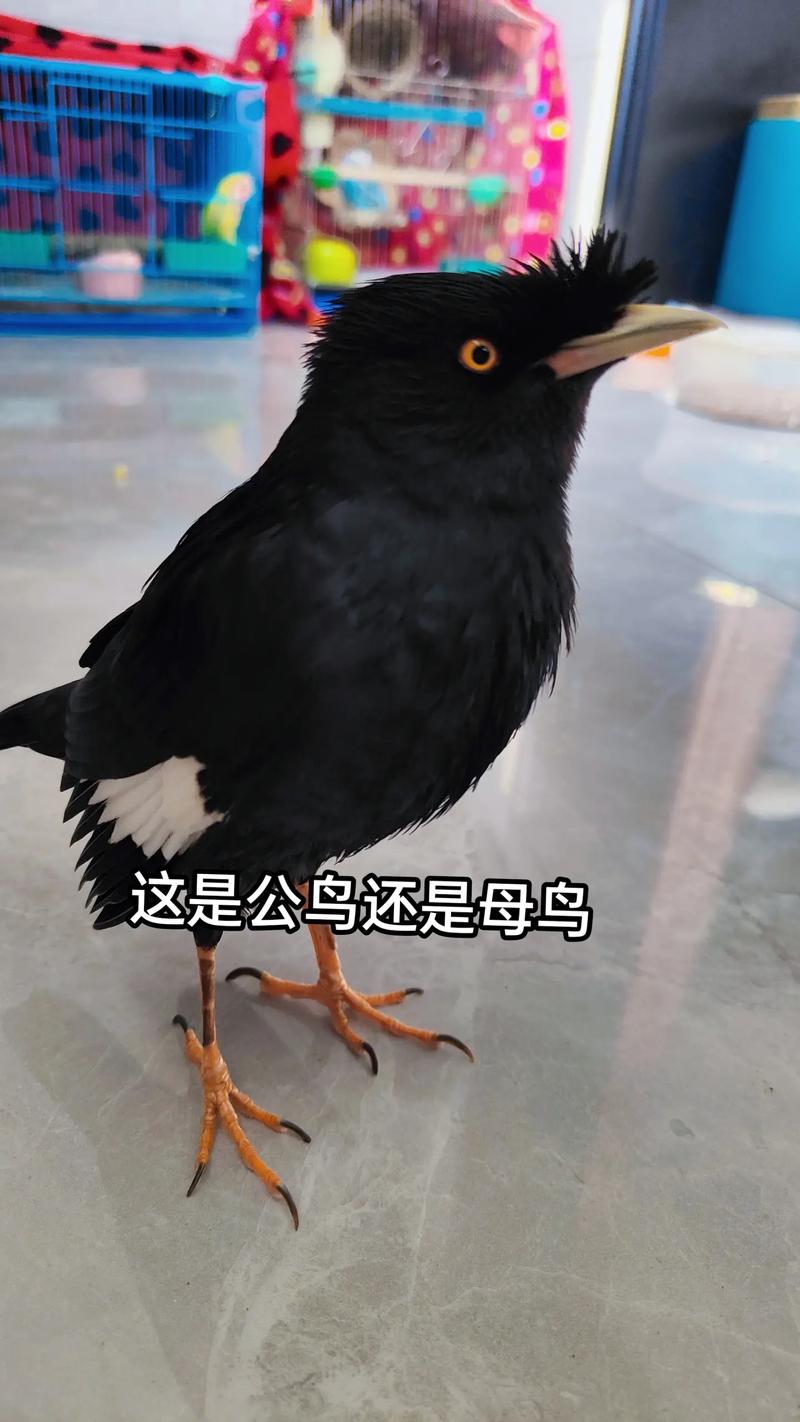 只养一只八哥会死吗