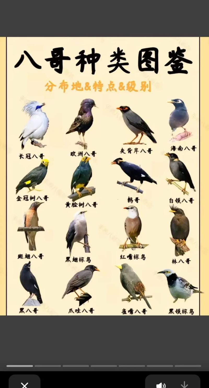 八哥鸟越养越怕人怎么回事