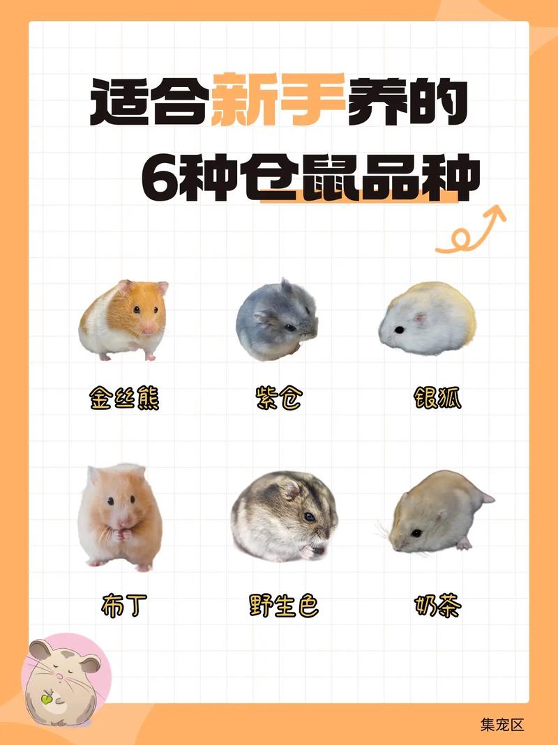 仓鼠分哪些种类?