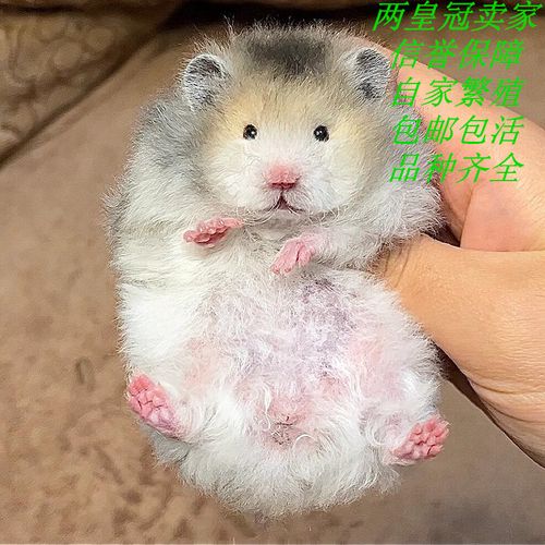 请问三线仓鼠和紫仓有什么区别?