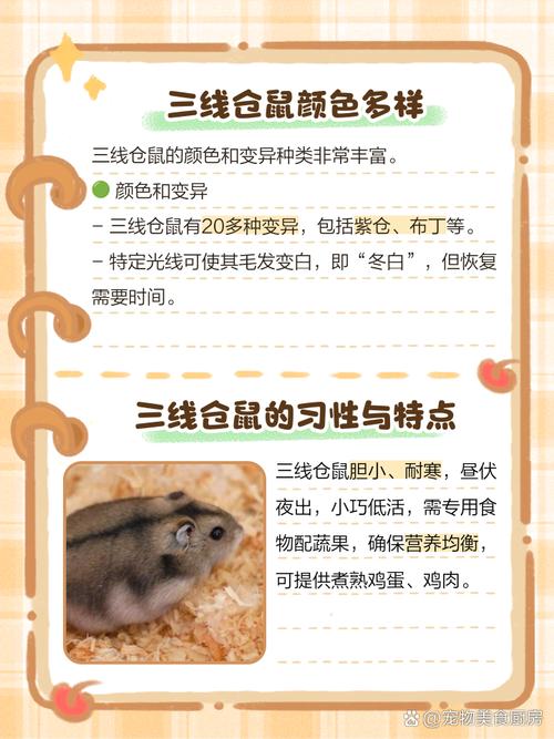 三线仓鼠的性格和紫仓仓鼠相比有何区别?