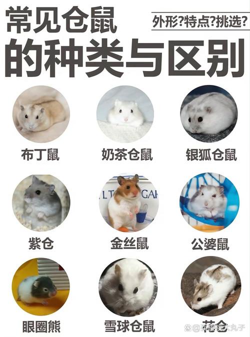 三线仓鼠和紫仓仓鼠有什么区别?我看这怎么一样