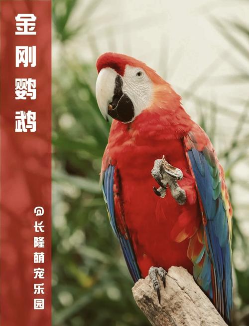 金刚鹦鹉要多少钱才能买到