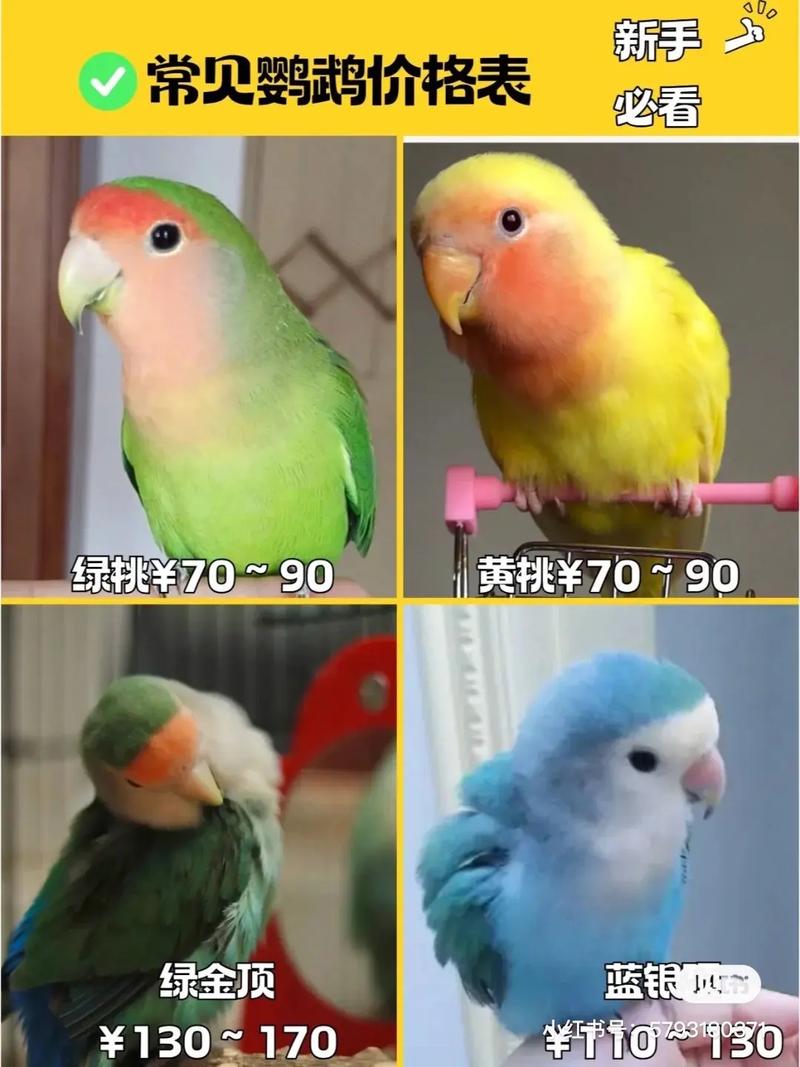 金刚鹦鹉多少钱一只
